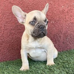 French Bulldogs from Gudino Gonzalez Frenchies