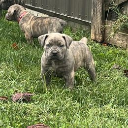 Green collar male - Brindle male Boerboel puppy in Guysville, Ohio from Fueled Kennel