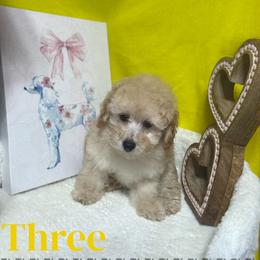 Poodle All Grown Up from Grams poodle babies
