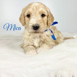 Aussiedoodle and Goldendoodle Puppies from Dandy Doodle Ranch