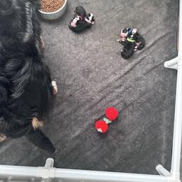 Red girl - Tri-color female Bernese Mountain Dog puppy in Payson, Utah from Red Bridge Berners
