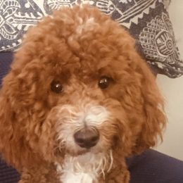 Teddy - Goldendoodle