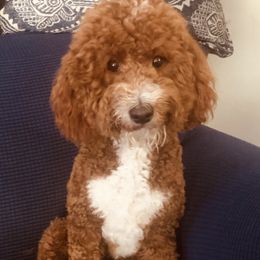 Teddy - Goldendoodle