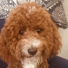 Teddy - Goldendoodle