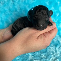 Poodle Puppies from Bea Legend Toy and Mini Poodles