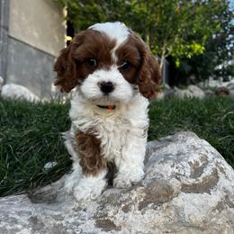 Bernedoodle and Cavapoo Puppies from Cascade Springs Doodles