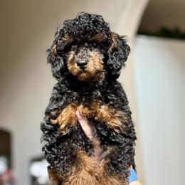 Poodle Puppies from Wanda Burton