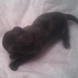 DBs Berthold Goldschmidt - Cream female Dachshund puppy in Summerfield, Florida from D & B Ranchette