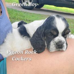 Pigeon Rock Cocker's Green Collar - Black white and tan male Cocker Spaniel puppy in Calhoun, Georgia from Pigeon Rock Cockers
