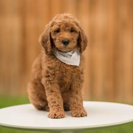 Poodle Puppies from Cityscape Moyen Poodles