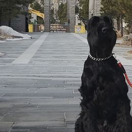 Giant Schnauzers and Miniature Schnauzers from Happy Beard Schnauzers