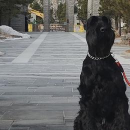Giant Schnauzers and Miniature Schnauzers from Happy Beard Schnauzers