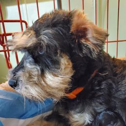 Georgia - Miniature Schnauzer