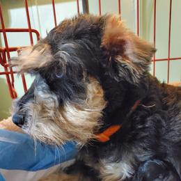 Georgia - Miniature Schnauzer