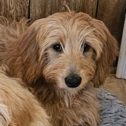 Chloe - Apricot female Goldendoodle puppy in Valdosta, Georgia from Designer Doodles of South GA