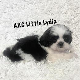 AKC Little Lydia - Black and white female Shih Tzu puppy in Greenville, South Carolina from Babyface Shih Tzu