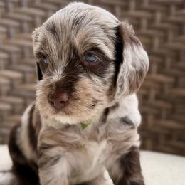 Alfalfa - Merle male Goldendoodle puppy in Blanchard, Oklahoma from Dream Doodles by Dondi