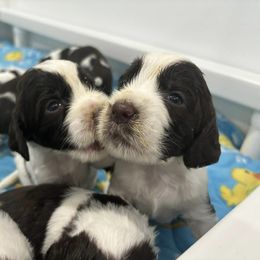 English Springer Spaniel Puppies from Epoch English Springer Spaniels