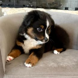 SLATE - Black tri male Miniature American Shepherd puppy in Bixby, Oklahoma from Roeboat Aussies