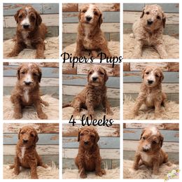 Goldendoodle Puppies from Two Ps in a Pod