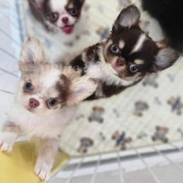 Chihuahua and Pomeranian Puppies from Exotic City Pomeranians