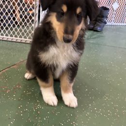Boy 4 - Black white and tan Collie puppy in Bad Axe, Michigan from Collie Campo