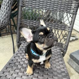 Girl 2 - Black and tan female French Bulldog puppy in Bolingbrook, Illinois from Yara the Frenchie