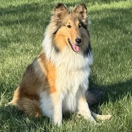 Jasmine - Collie