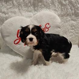 Clark - Tri-color male Cavalier King Charles Spaniel puppy in Rochelle, Illinois from Lakeview Cavaliers