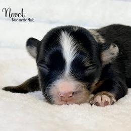 Novel - Blue merle male Toy Australian Shepherd puppy in East Berlin, Pennsylvania from Dusty Spring Australian Shepherds, LLC