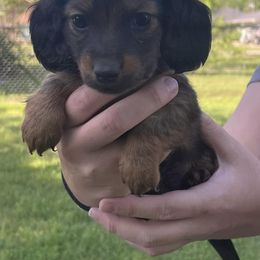 Bernedoodles and Dachshunds from Gee Dogs- Dachshunds and Bernedoodles