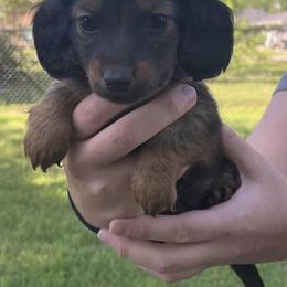 Bernedoodles and Dachshunds from Gee Dogs- Dachshunds and Bernedoodles