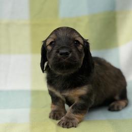 Mr. Hash Brown (Shaded Cream) - Cream male Dachshund puppy in Knoxville, Tennessee from Over The Moon Minis
