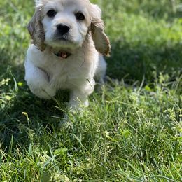 Cocker Spaniel Puppies from Brooks House Cocker Spaniels