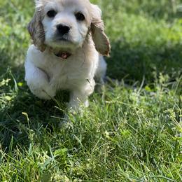 Cocker Spaniel Puppies from Brooks House Cocker Spaniels
