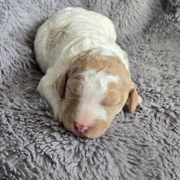 Apricot parti - Parti male Poodle puppy in Bauxite, Arkansas from Mountain Ridge Poodles