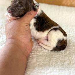 Kringle - Chocolate male Goldendoodle puppy in Warsaw, Ohio from Lovabledoodles