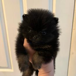 Kit - Black female Pomeranian puppy in Denver, Colorado from Tiny Tornado Poms