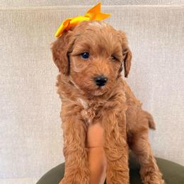 Daisy - Apricot female Goldendoodle puppy in Sacramento, California from GoldenDoodle Love