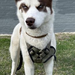 King Haemus of Thrace Son of the North Wind - Brown and white male Siberian Husky puppy in Chester, Virginia from Dacogetic