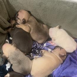 French Bulldog puppies from Texas Top Notch Frechies