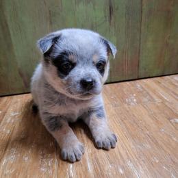 Ruby, Red Collar - Blue female Australian Cattle Dog puppy in Riverton, Utah from Rundown Ranch Cattle Dogs