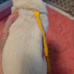 Yellow collar - White female West Highland White Terrier puppy in Gobles, Michigan from My Little Puppy Paws