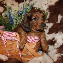 McDouble - Sable male Dachshund puppy in Baldwin Park, California from The Mini Weenies
