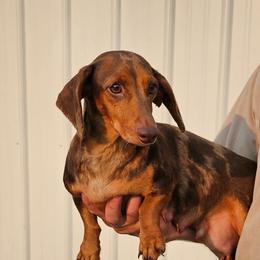 Daisy - Dachshund