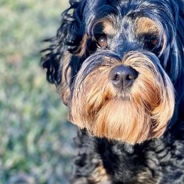 Reecie - Australian Labradoodle