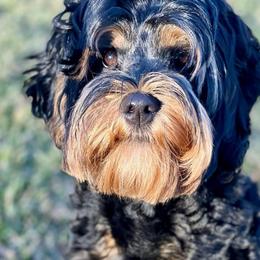 Reecie - Australian Labradoodle