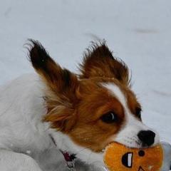 Nederlandse Kooikerhondjes from de Hemert Kooikers