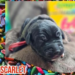 Scarlet - Black female Great Dane puppy in Brookings, South Dakota from Debonair Danes
