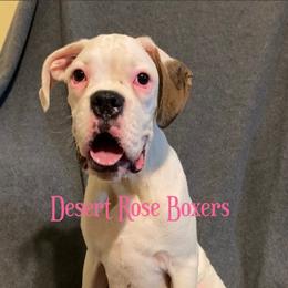Donald - Boxer puppy in Tucson, Arizona from Desert Rose Boxers